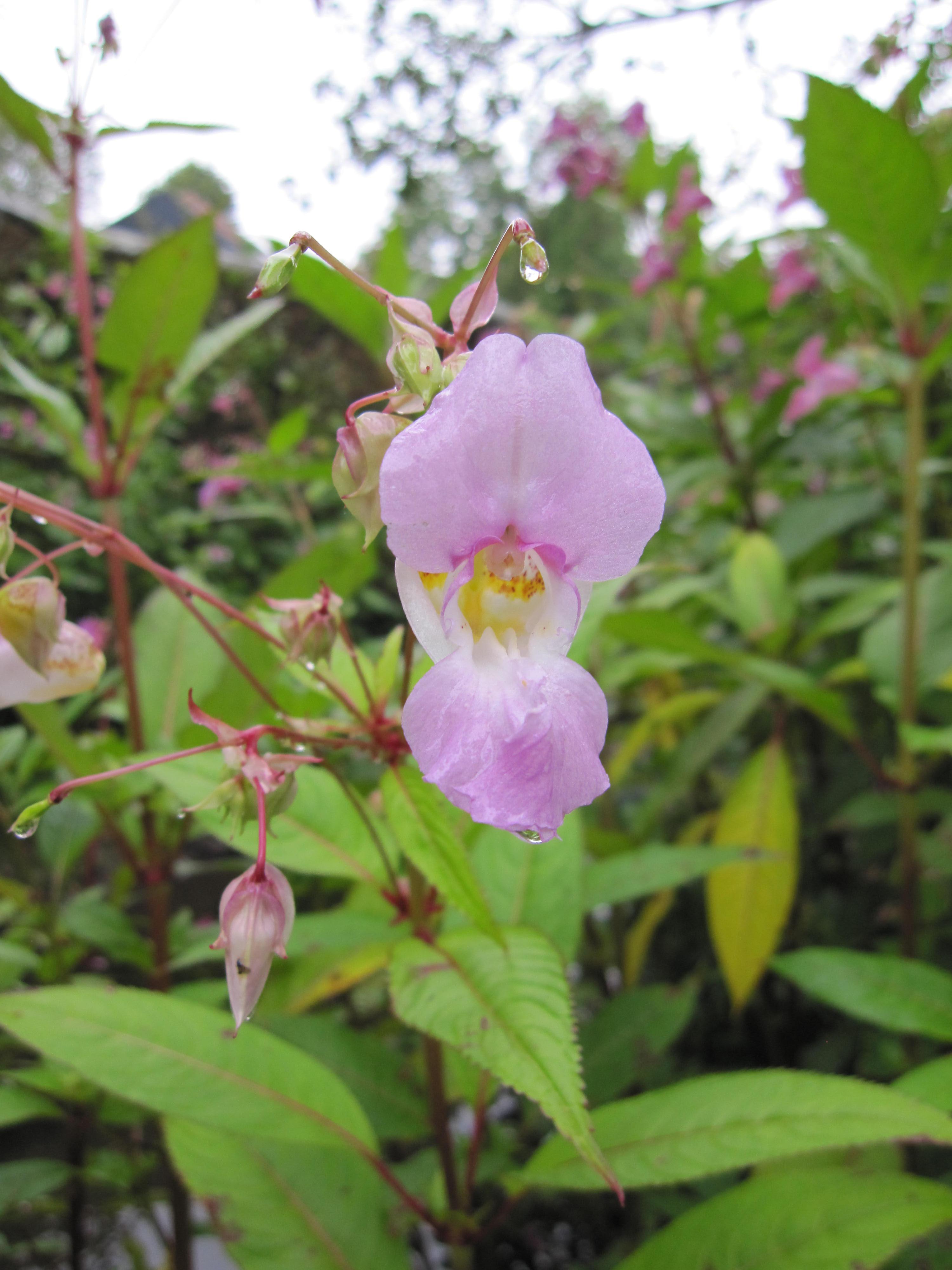Himalayan balsam may look pretty but it can cause havoc on river banks, out-competing native vegetation and dying back over winter leaving banks open to erosion